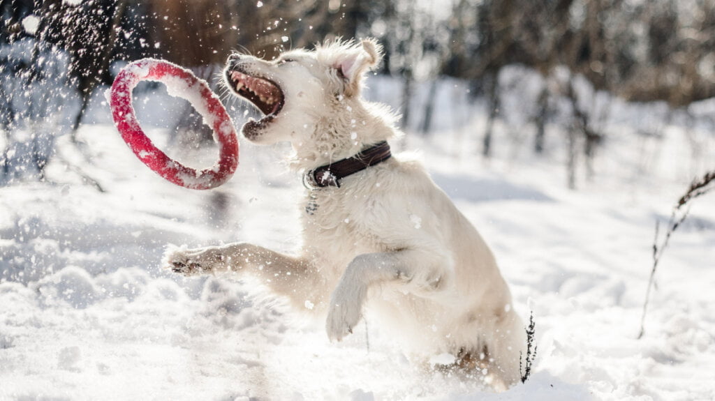 Ein weiÃŸer Hund fÃ¤ngt beim Wintercamping in Deutschland einen Frisbee im Schnee.