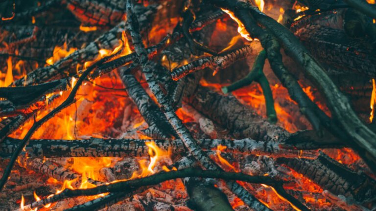 10 giftige Pflanzen, die du am Lagerfeuer niemals verbrennen sollst!
