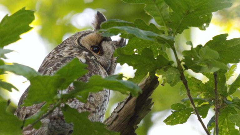 Entdeckungsreise in den Baumkronen: 19 beeindruckende Tierarten in den deutschen Wäldern