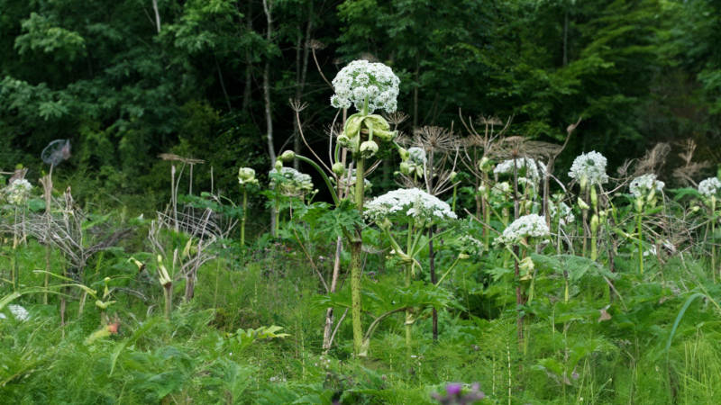 Ein Feld mit weißen Blumen (Heracleum mantegazzianum - Riesen Bärenklau) mitten in einem Waldgebiet, in dem Lagerfeuer und Verbrennen verboten sind.