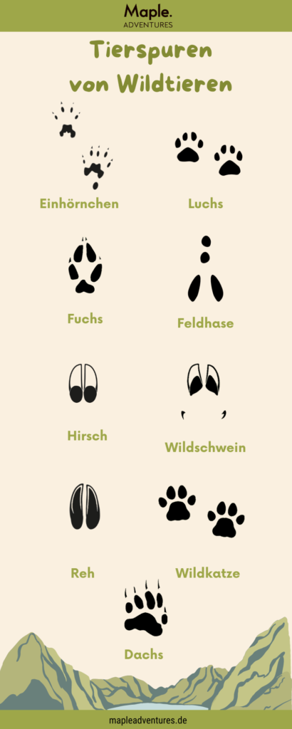 Infografik Ã¼ber Spuren von Wildtieren (EinhÃ¶rnchen, Luchs, Wildschwein, Fuchs, Reh, Hirsch, Wildkatze, Feldhase)