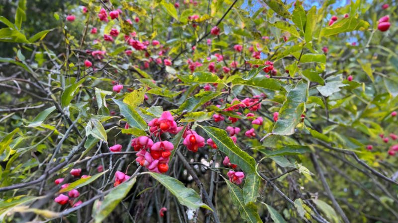 Ein Strauch mit roten Beeren, der niemals verbrannt werden sollte. Die Pflanze heißt Pfaffenhütchen (Euonymus europaeus).
