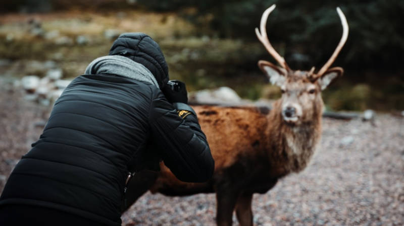 Eine talentierte Wildtierfotografin fängt in beeindruckender Nähe einen majestätischen Hirsch auf ihrem Foto ein