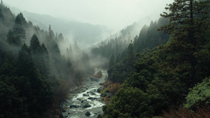 Ein Fluss fließt an einem nebligen Tag beim Wandern bei Regen durch einen Wald.