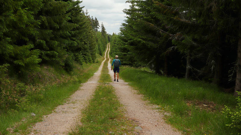 Ein Mann geht mitten im Wald einen unbefestigten Weg entlang, um Anfängerwanderungen zu machen.
